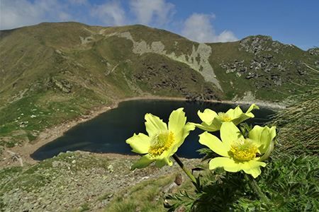 Corno Stella (2620 m) con tanti fiori, solo, in compagnia degli stambecchi il 25 giugno 2019 - FOTOGALLRY